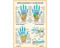 Anatomie poster handreflexologie (NL, gelamineerd, A2)