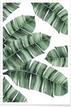 JUNIQE - Poster Palmbladeren -40x60 /Groen & Wit