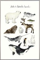 JUNIQE - Poster met kunststof lijst Pooldieren illustratie -20x30