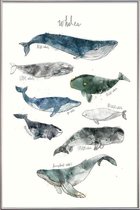 JUNIQE - Poster met kunststof lijst Walvissen illustratie -20x30