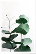 JUNIQE - Poster Eucalyptus 5 -30x45 /Groen & Wit