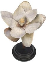 Botanische Bloem Magnolia, creme 23x20x24cm