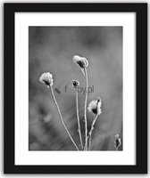 Foto in frame , Paardebloemen ​, 70x100cm , Zwart wit  , Premium print