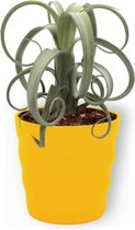 Kamerplant Tillandsia Curly Slim - Luchtplant - ± 35cm hoog - 12cm diameter - in gele pot