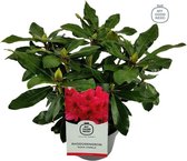 3x Rhododendron 'Nova Zembla' - Planthoogte 30-40 cm in pot