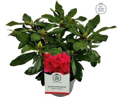 3x Rhododendron 'Nova Zembla' - Planthoogte 30-40 cm in pot