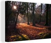 Canvas Schilderij Doorbrekende zon in de bossen van het Engelse Nationaal park New Forest - 120x80 cm - Wanddecoratie