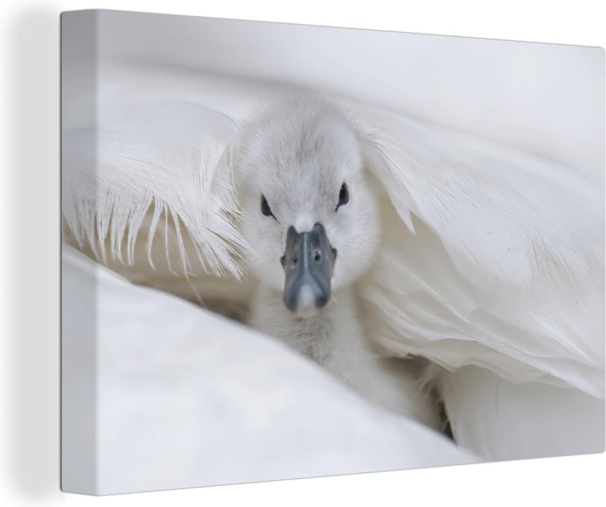 Baby zwaan Canvas 60x40 cm - Foto print op Canvas schilderij (Wanddecoratie woonkamer / slaapkamer) / Wilde dieren Canvas Schilderijen
