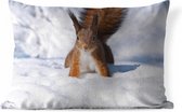 Buitenkussens - Tuin - Een nieuwsgierige eekhoorn in de winter - 50x30 cm