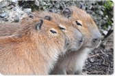 Muismat Capibara - Drie capibaras die op een rij rusten muismat rubber - 27x18 cm - Muismat met foto
