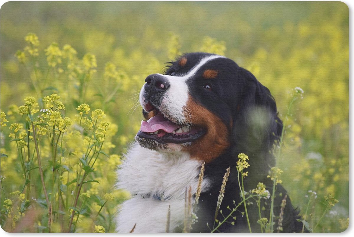 Muismat Berner Sennenhond - Een Berner Sennenhond tussen de gele bloemen muismat rubber - 60x40 cm - Muismat met foto