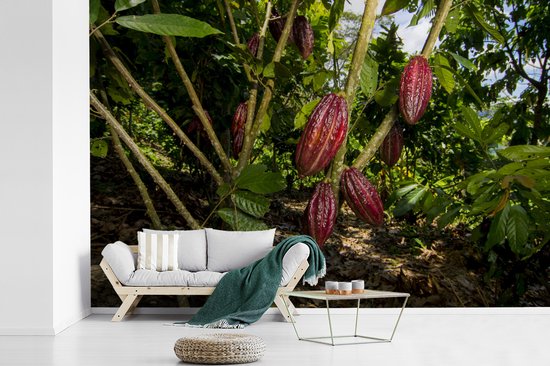 Papier peint vinyle - Fèves de cacao rouges mûres dans une belle jungle largeur 450 cm x hauteur 300 cm - Tirage photo sur papier peint (disponible en 7 tailles)