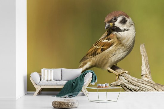 Papier peint vinyle - Gros plan d'un moineau sur une brindille largeur 390 cm x hauteur 260 cm - Tirage photo sur papier peint (disponible en 7 tailles)