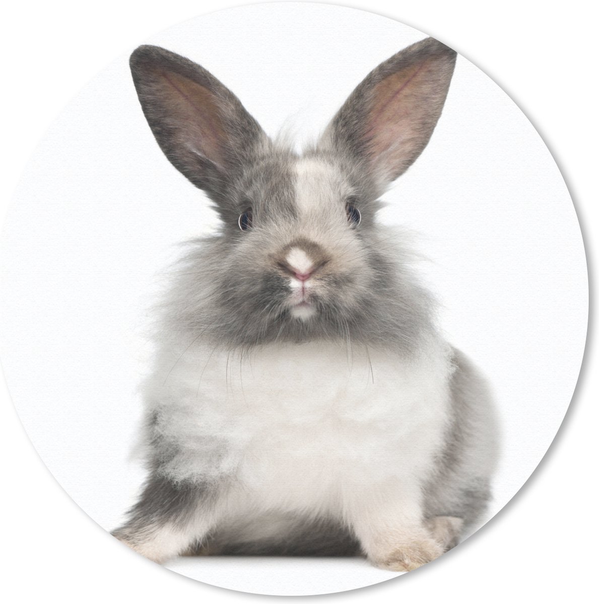 Muismat Konijnen - Zittend konijn fotoafdruk Muismat rond - 30x30 cm - Muismat met foto