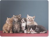 Muismat Katten - Portret van groep kittens muismat rubber - 23x19 cm - Muismat met foto