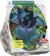 Baltus Iris Germanica Donkerblauw bloembollen per 3 stuks