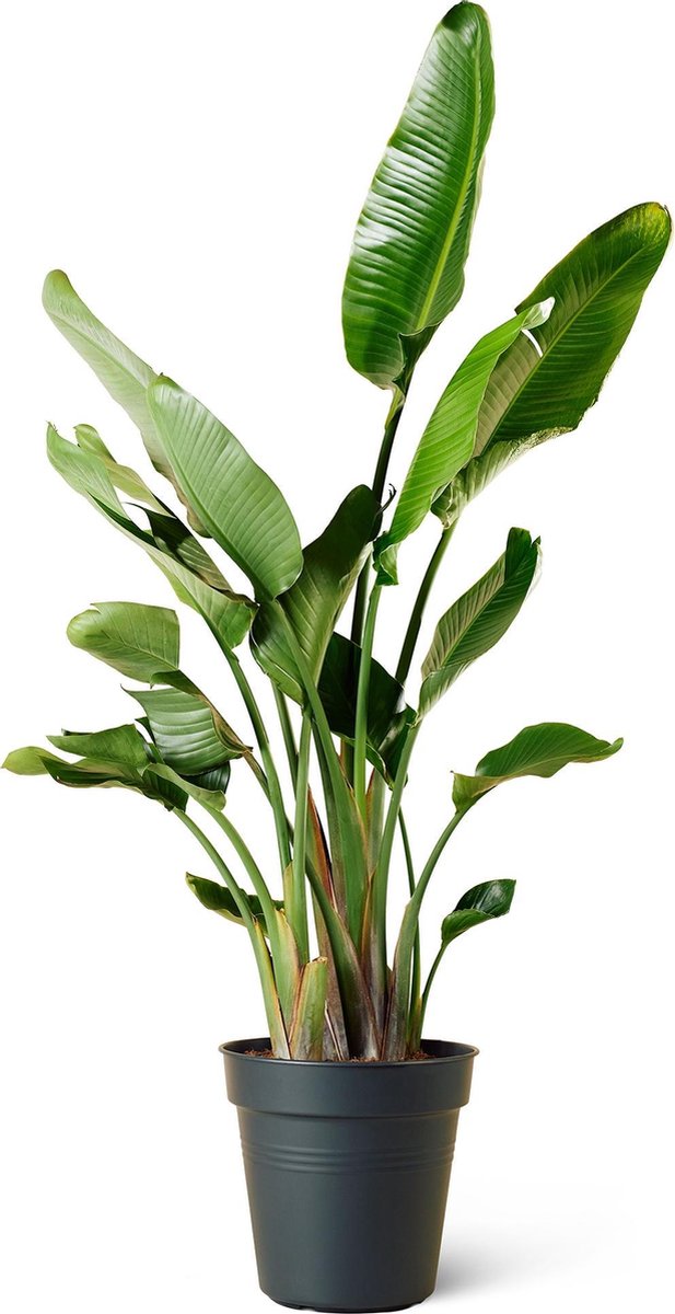 Paradijsvogelplant (Strelitzia Nicolai) Kamerplant Groot Hoogte 200cm Potmaat...