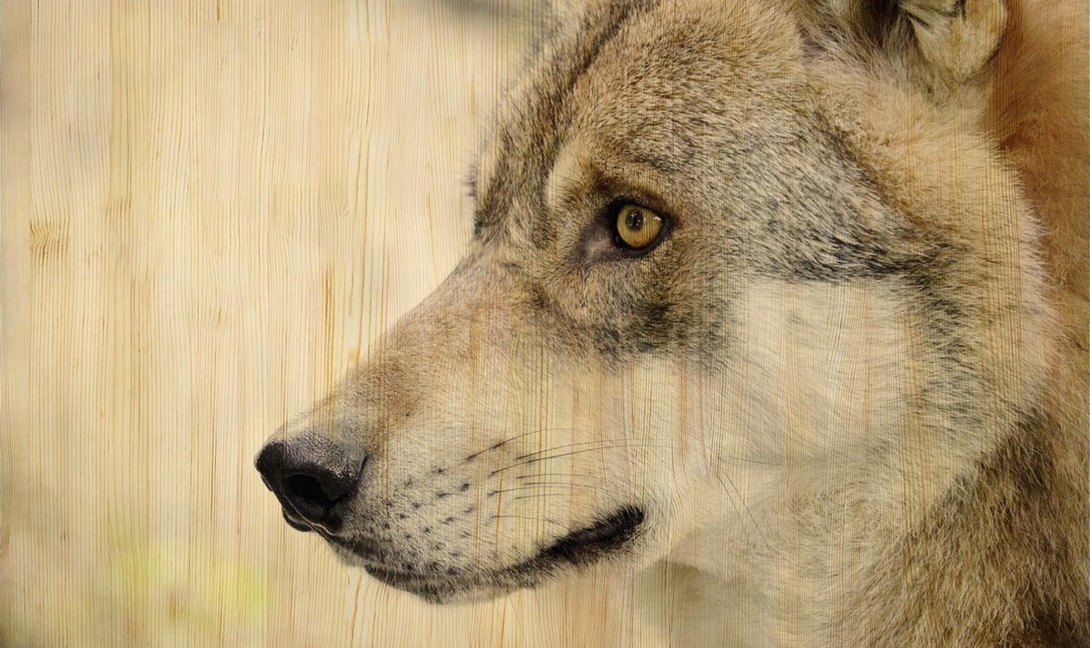 Schilderij - wolf - Collectie european wildlife - Hout met leren lussen - 118x70cm