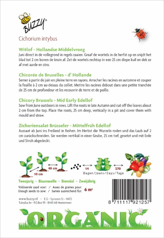 Buzzy® Organic Witlof Middelvroeg (BIO)