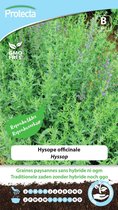 Hyssop