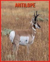 Antilope