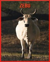 Zebu