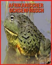 Afrikanischer Ochsenfrosch