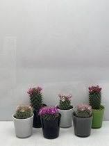 Cactus- Cactus bloeiend mix 6 stuks - moderne glazen pot- Mammillaria-  6.5cmØ- ± 8-15cm hoog