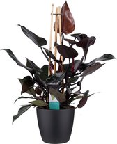 Kamerplant van Botanicly – Philodendron Ruby incl. sierpot zwart als set – Hoogte: 70 cm
