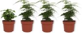 Set van 4 Kamerplanten - 3x Asparagus Plumosus & 1x Coffea Arabica  - ± 25cm hoog - 12cm diameter