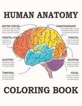 Human Anatomy Coloring Book