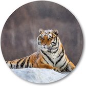 Siberische tijger op een winterse dag - Muurcirkel Forex 80cm | Wandcirkel voor binnen - Besteposter - Dieren