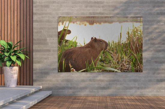 Décoration murale Un Capybara entre les grands roseaux - 180x120 cm - Poster jardin - Toile jardin - Poster extérieur