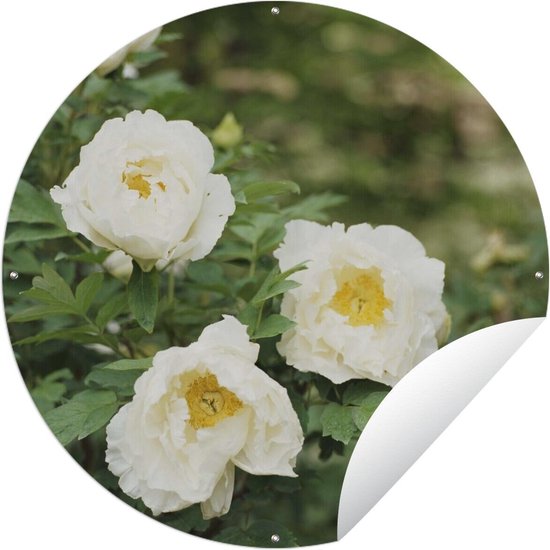 Tuincirkel Struik met witte pioenrozen - 60x60 cm - Ronde Tuinposter - Buiten
