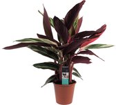 Calathea | Leuke plant en sluit haar bladeren 's-nachts | Super luchtzuiverend | Calathea Triostar | Ø 19 cm - Hoogte 70 cm (waarvan +/- 50 cm plant en 20 cm pot) | Kamerplant