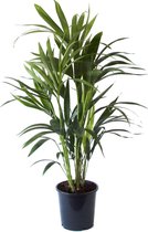 Leuke Palm plant | Mooie kamerplant voor in huis en met mooie design pot | Kamerplant staat fantastisch in ieder interieur | Kentia palm Ø 19 cm - Hoogte 90 cm (waarvan +/- 70 cm plant en 20 