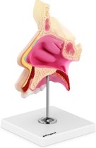 physa Anatomiemodel - Neusholte - levensgroot