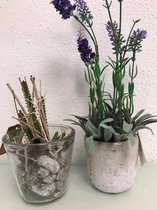 Decoratieve plantjes set - twee stuks