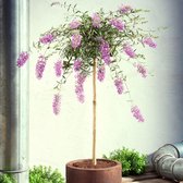 Vlinderstruik Buddleja 'Lavender Flow' op stam paars - Winterhard- ↑ 50 cm - Pot-Ø 19 cm