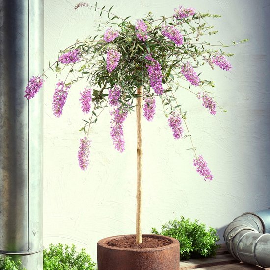 Vlinderstruik Buddleja 'Lavender Flow' op stam paars - Winterhard- ↑ 50 cm  - Pot-Ø 19 cm | bol.com