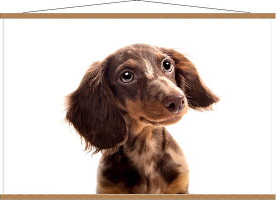 Schoolplaat – Liefkijkende Pup op Witte Achtergrond - 120x80cm Foto op Textielposter (Wanddecoratie op Schoolplaat)