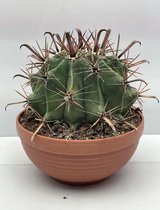 Cactus, Ferocactus Townsendianus, 23cmØ, ±25cm hoog
