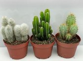 Cactus24- Cactus Palen Mix- 3 Stuks- 12cm Potten- 20-25cm Hoog- Kamerplanten