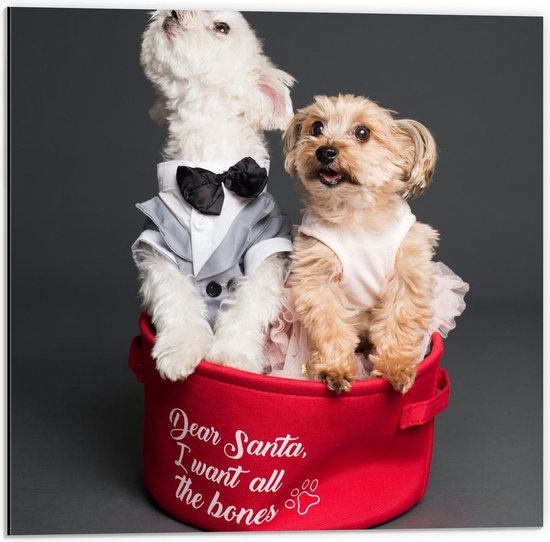 Dibond - Honden in Mandje met ''Dear Santa I Want All The Bones'' - 50x50cm Foto op Aluminium (Wanddecoratie van metaal)