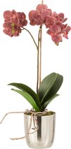J-Line Orchidee In Pot Plastiek/Cement Donker Roze/Zilver