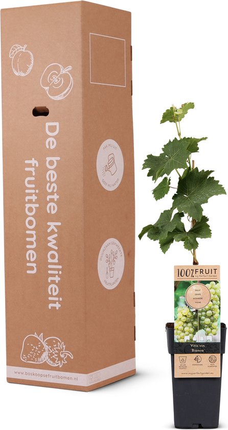 Druivenplant met bruine kartonnen verpakking met appels erop. "De beste kwaliteit fruitbomen".