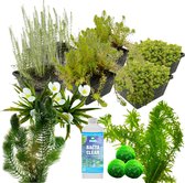 vdvelde.com - Zuurstofplanten Vijver Pakket - L - Voor 2.000 - 3.000 L - Zuurstofplanten - Plaatsing: -1 tot -80 cm