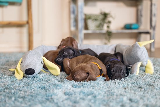 Meerdere puppy's slapen op een grijze knuffelhond met gele oren.