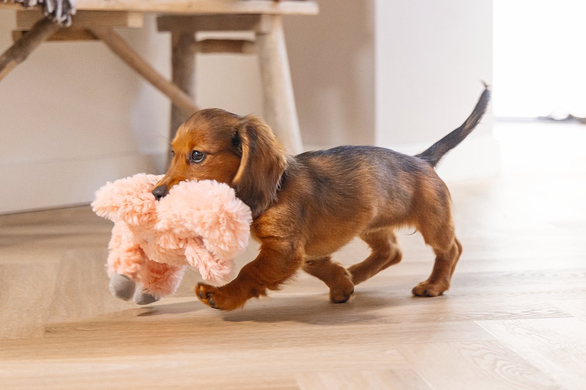 Beeztees Puppy Flamino - Puppy Speelgoed - Puppyknuffel - Hondenspeelgoed - Pluche - Roze - 30x21x5 cm thumbnail 5