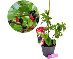 Morus Nigra, Zwarte moerbei, 3 liter pot